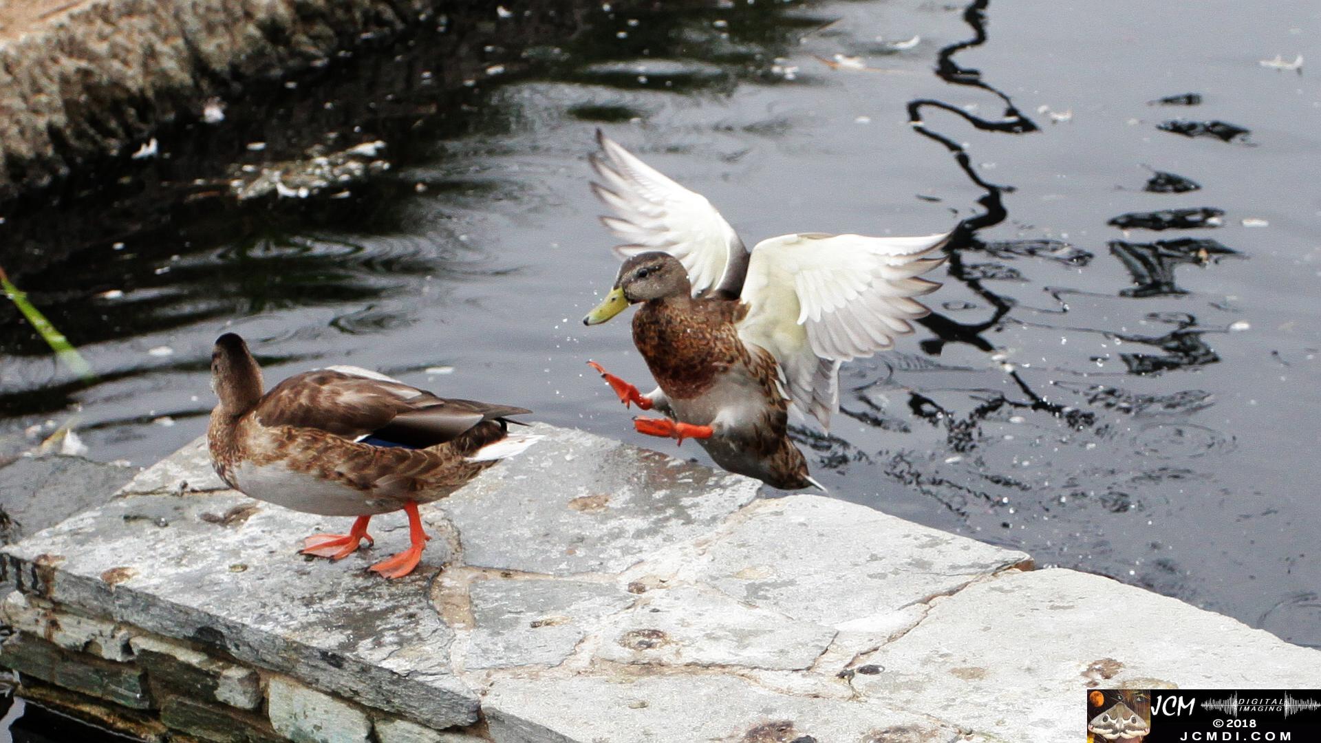 A Duck Flapping at Bridgeport in Saugus, CA